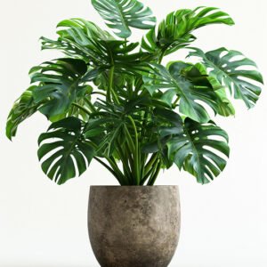 Search Engine Optimisation